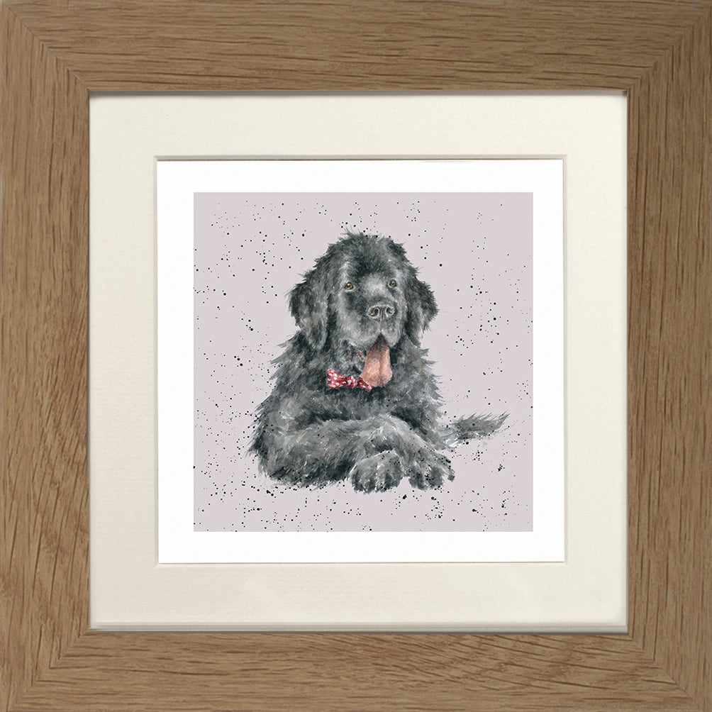 Wrendale - Framed Greeting Cards - A Dog's Life - Collection 3
