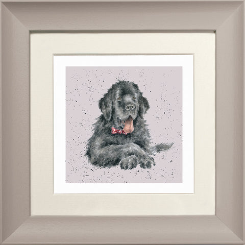 Wrendale - Framed Greeting Cards - A Dog's Life - Collection 3