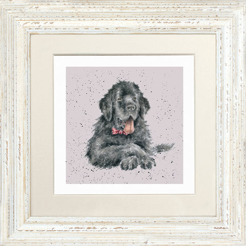 Wrendale - Framed Greeting Cards - A Dog's Life - Collection 3