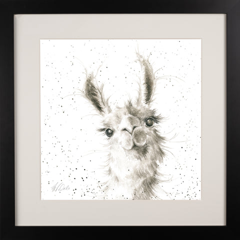 Wrendale - Framed Collectors' Prints - Zoology Collection