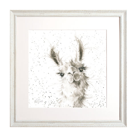 Wrendale - Framed Collectors' Prints - Zoology Collection