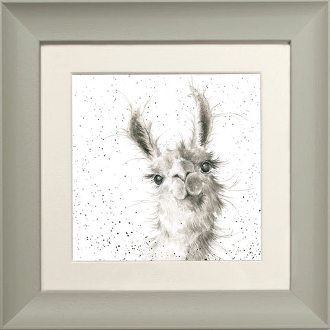 Wrendale - Framed Greeting Cards - Zoology Collection - 1