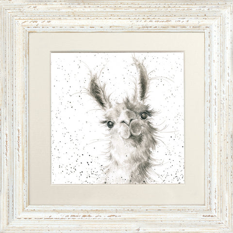 Wrendale - Framed Greeting Cards - Zoology Collection - 1